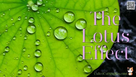 The Lotus Effect